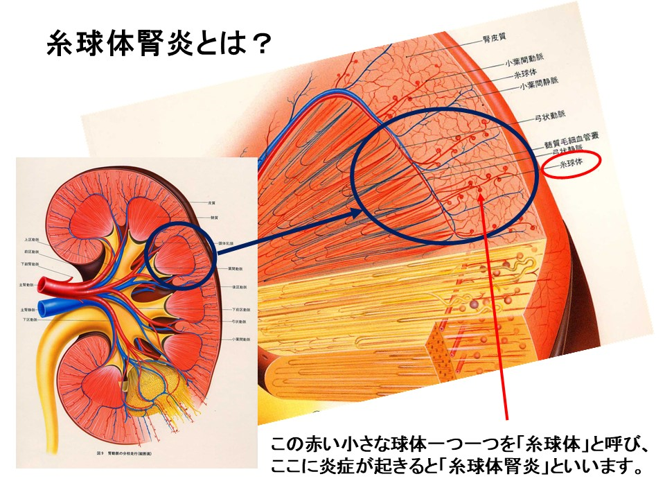 糸 球体 係 蹄 と は